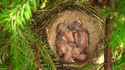 歌鹤(Turdus Philomelos)鸟巢中的小鸡