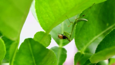 捕食者
