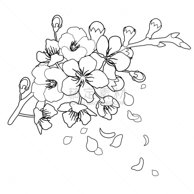樱之花,插画,传统,浪漫,樱桃,婚礼,传统节日,植物,花,爱
