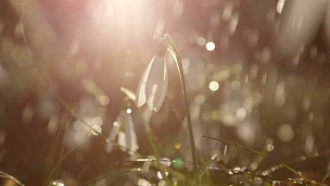 特写 阳光明媚的雨天早晨美丽绽放的春花