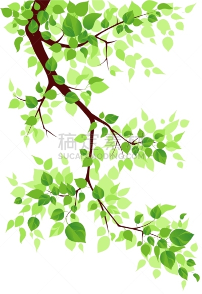 枝,活力,清新,环境,枝繁叶茂,春天,植物,夏天,白昼,生长