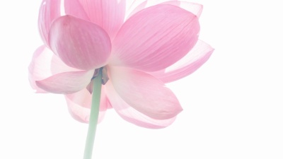 莲花#014