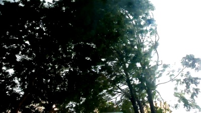 绿树在暴风雨中弯曲