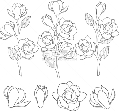花朵,枝,玉兰类,分离着色,芳香的,自然,白色背景,图像,叶子,花