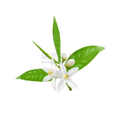 橙子,矢量,绘画插图,可爱的,春天,花,桔树,植物,花