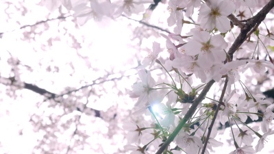 樱花，樱花