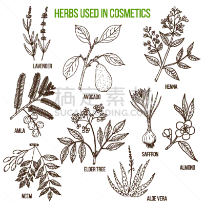 草本,古老的,美容院,生物学,熏衣草,有机食品,精力,自然,健康保健,药