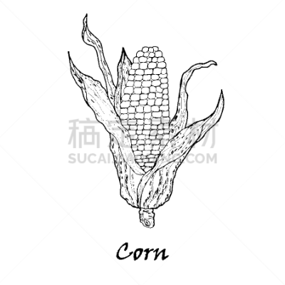 蔬菜,玉米,叶子,农业,清新,食品,熟的,植物,夏天,写实