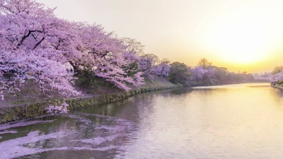 夕阳映照在河面上的樱花的延时摄影