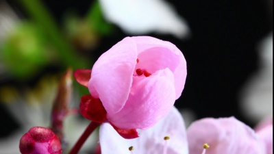 粉红色樱花盛开 