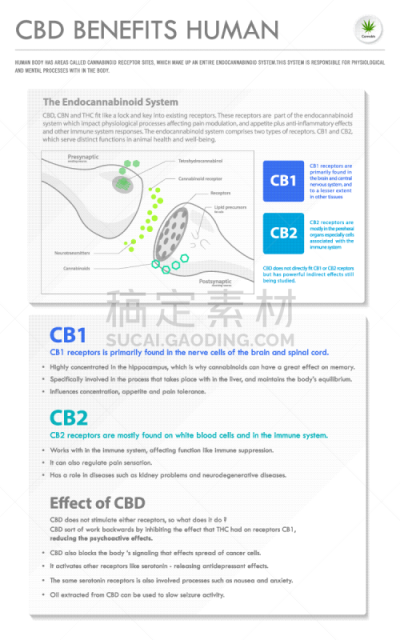 信息图表,垂直画幅,商务,待遇,人,比较,脂肪细胞,植物,人类心脏,香熏油