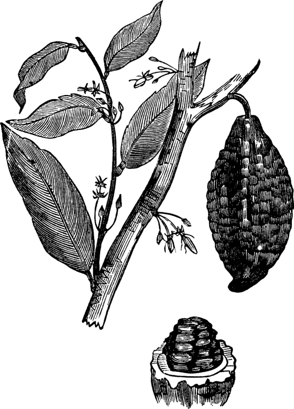 cacao】cacao图片_cacao素材下载-稿定素材