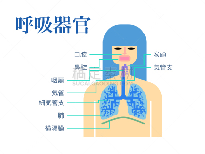 简单,绘画插图,日本,白色背景,呼吸系统,部分,品牌名称,生物学,鼻腔