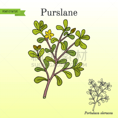 Portulaca,马齿苋,自然,华丽的,健康保健,草本,清新,饮食,图像,自然美