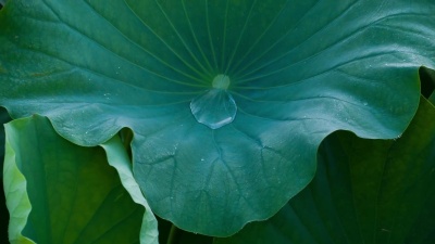莲花# 003