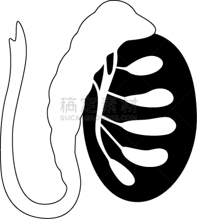 男性生殖系统,生物学,健康保健,睾丸,门诊部,品牌名称,人类的生殖器官,人类腺体,顺序