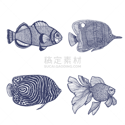 鱼类,动物手,高雅,生物学,背景分离,纺织品,热带气候,野生动物,船,动机