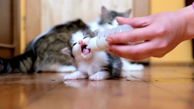 女孩喂猫