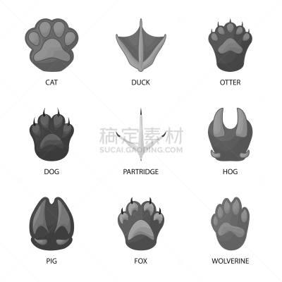 脉搏图,野生动物,图标,可爱的,脚印,灰色,莫诺湖,狗,猪,动物