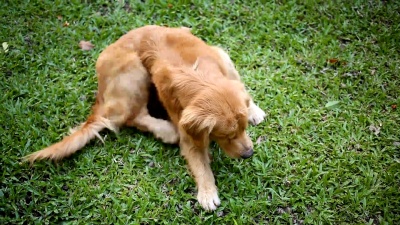 金毛猎犬在草地上抓痒的皮肤