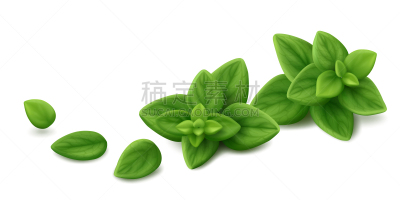 牛至,叶子,白色背景,嫩枝,清新,自然,芳香的,草本,生食