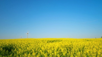 菜籽盛开的田野和风力发电机，变焦延时