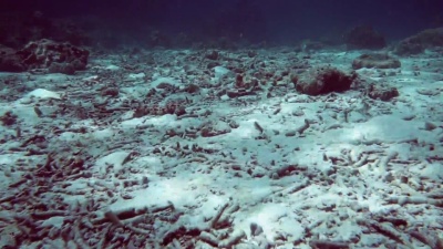水下珊瑚礁大量漂白和破坏