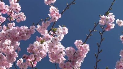   粉红色的花朵