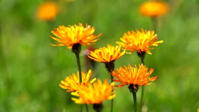 克里皮(Crepis)是菊科一年生和多年生开花植物的一个属，在世界上的一些地方是众所周知的。