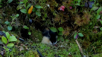 挪威lemming-berglemming-lemmus lemmus