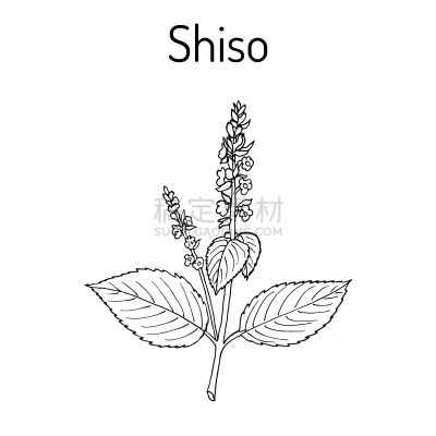 紫苏,香料,草药,健康保健,草本,食品,图像,成分,烹调,装饰