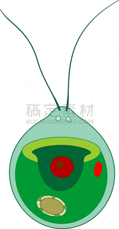 衣藻,白色背景,建造物,分离着色,植物细胞,生物学,微生物学,退化单眼,细胞质,背景分离