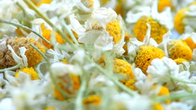 医用雏菊