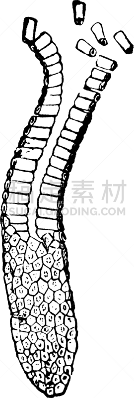Columnar Epithelium,白色,矢量,图像,雕刻图像,黑色,复古