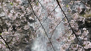 樱花瀑布树