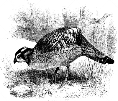 Tragopan,白色,矢量,图像,雕刻图像,黑色,复古