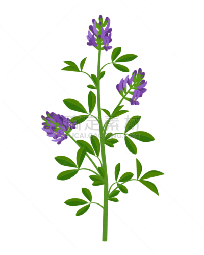 健康保健,绘画插图,扁平化设计,紫花苜蓿,白色背景,计算机图标,矢量,卢塞恩,花,恢复