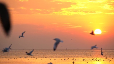 日落时海鸥飞近海
