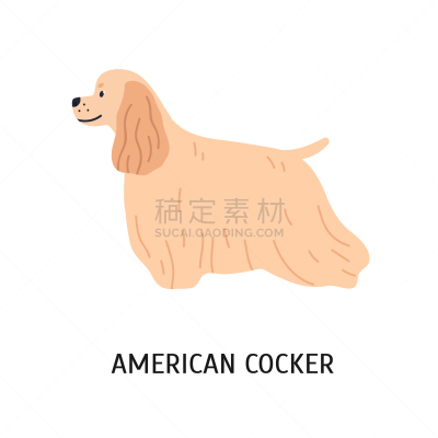 可爱的,美国人,华丽的,纯种犬,外套,狗,哺乳纲,自然美,站