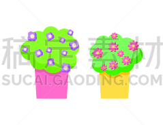 红蝉花,植物群,锅,装饰物,华丽的,花盆,树荫,模板,花,生长