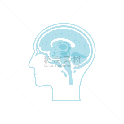 绘画插图,矢量,胼胝体,生物学,有序,健康保健,侧面,半球体,背景分离,大脑边缘系统