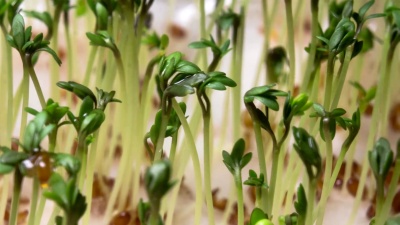 延时摄影近距离生长的芽菜绿色蔬菜，种植种子的花园水芹沙拉