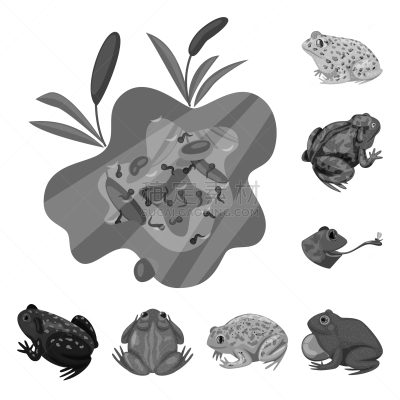 分离着色,自然,野生植物,计算机图标,一个物体,生物学,灰色,野生动物,环境,青蛙