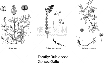 植物学,自然,图像,被子植物,矢量,分离着色,植物群,草本,复古,绘制