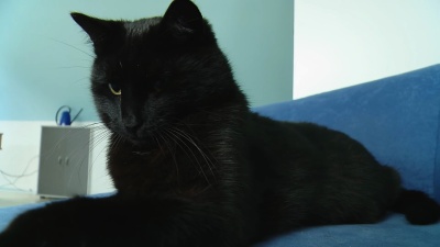   好玩的猫