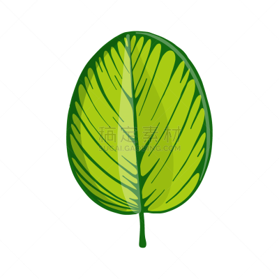 drawing tropical leaf