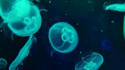 水族馆 月亮水母