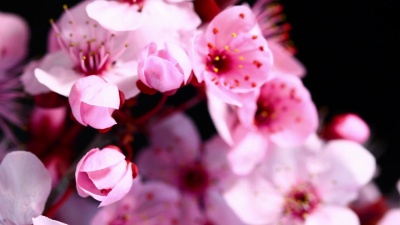 粉红色樱花盛开高清 