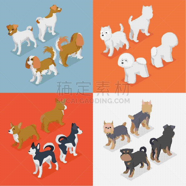 狗,小的,木瓶,分离着色,白色,宠物,纯种犬,梗犬,图像,收集