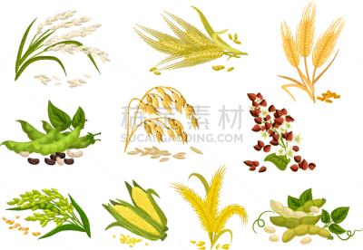 分离着色,谷类食品,计算机图标,谷类,农业,麦片,什锦烤燕麦片,大麦,面包,糠